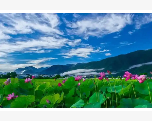 长痘喝什么茶可以调理